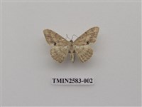 藏品(尺蛾93)的圖片